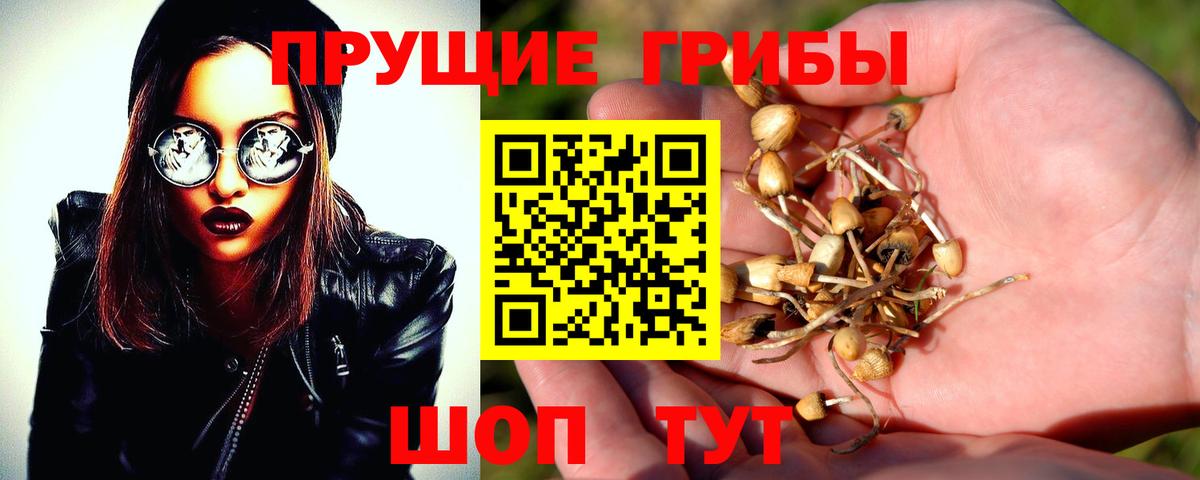 Галлюциногенные грибы Psilocybine cubensis Чита